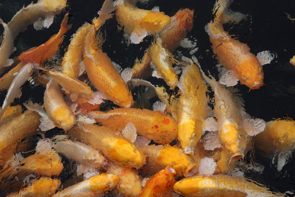 CoPoissonsetangJeju CoPoissonsetangJeju