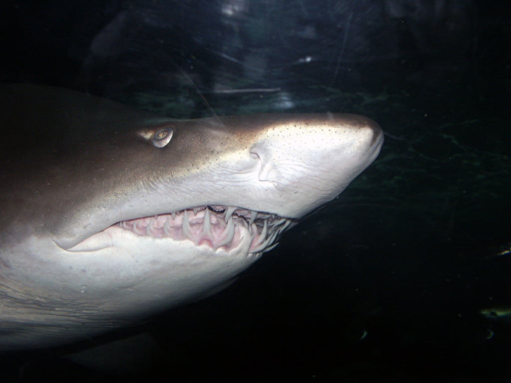AUSrequin AUSrequin