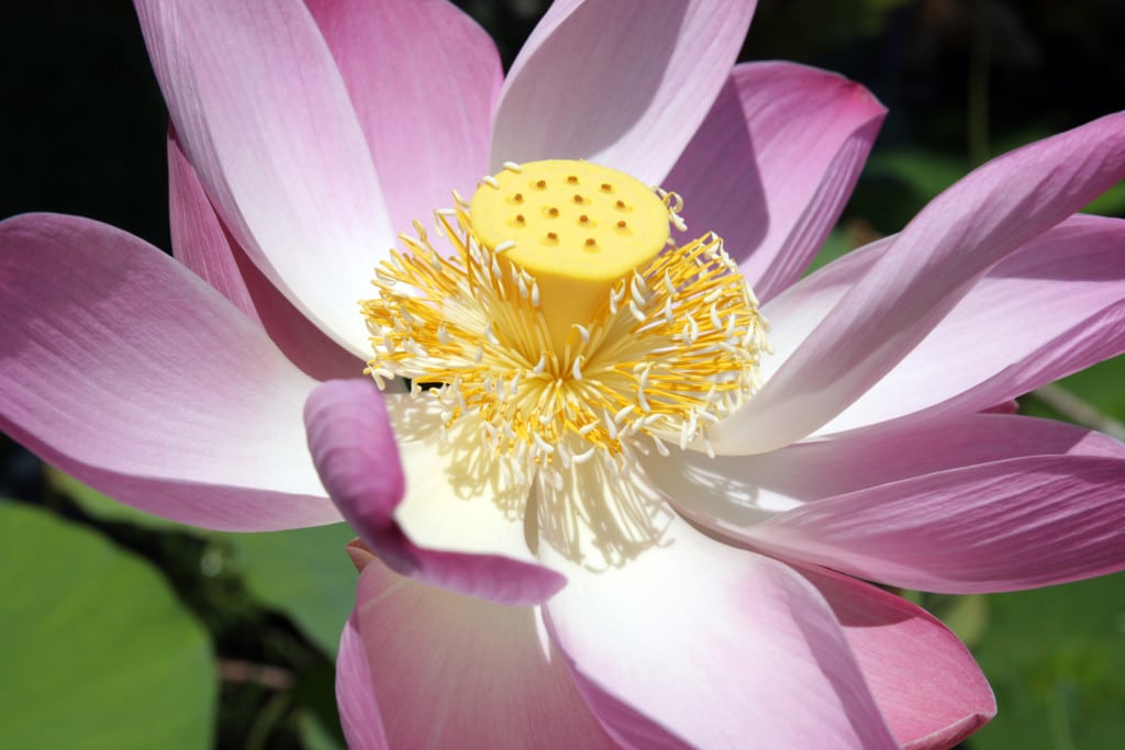 BALlotus BALlotus