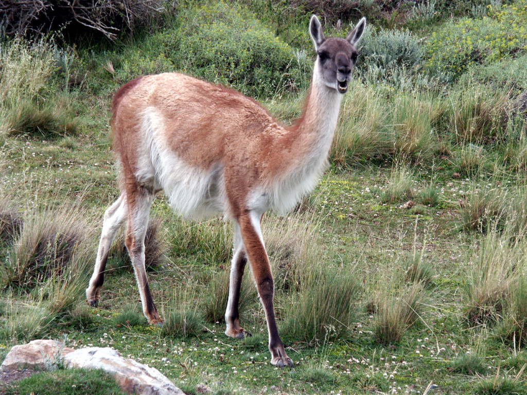CHIguanaco1 CHIguanaco1