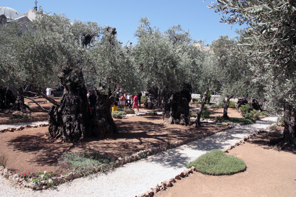 ISjardinOliviers ISjardinOliviers