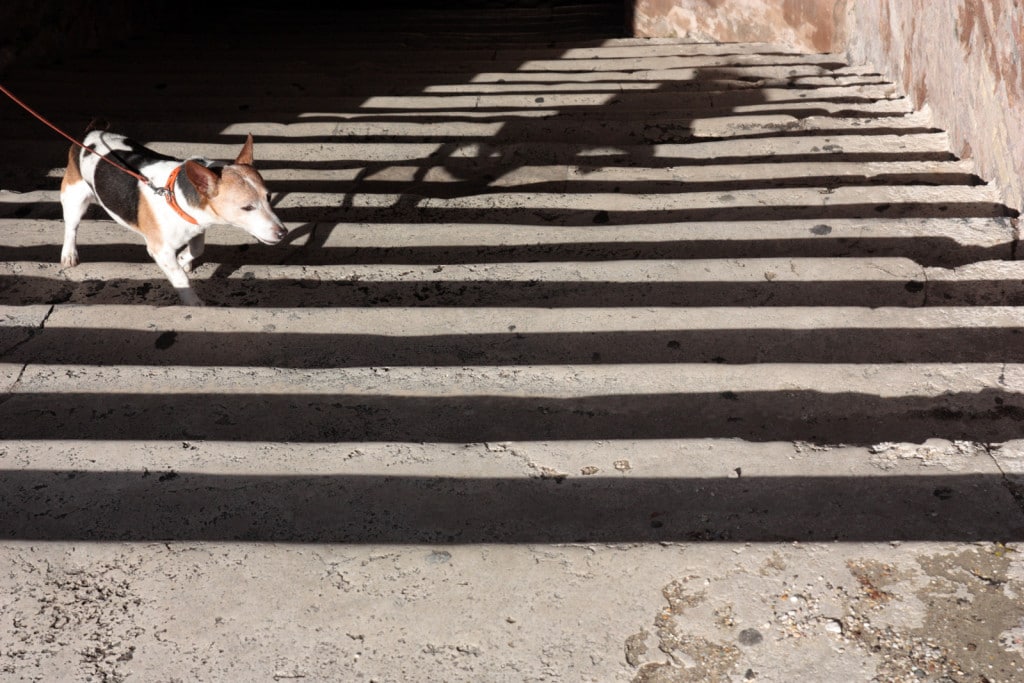 ITAromeChien ITAromeChien