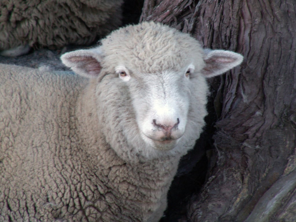 NZEmouton NZEmouton