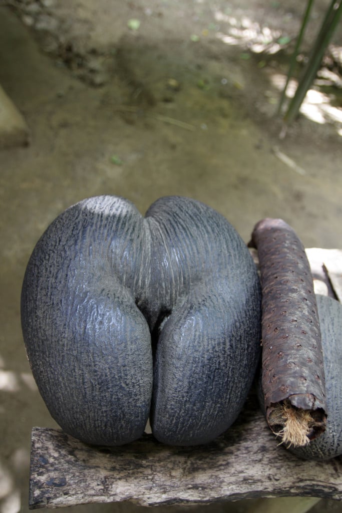 SEYcoco SEYcoco