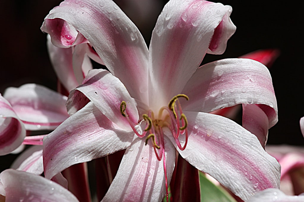 SEYfleur SEYfleur