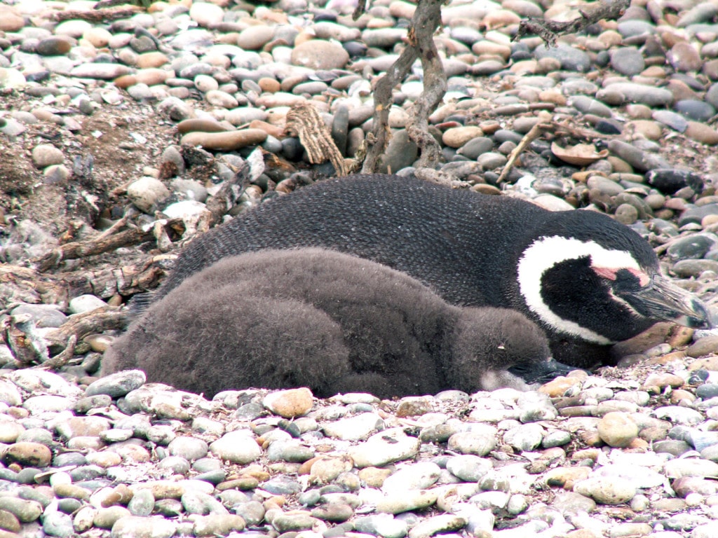 ARsjupinguoins ARsjupinguoins