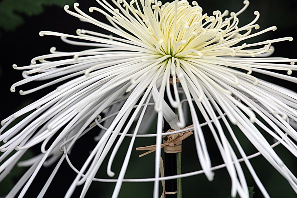 chrysanthemeTokyo1 chrysanthemeTokyo1