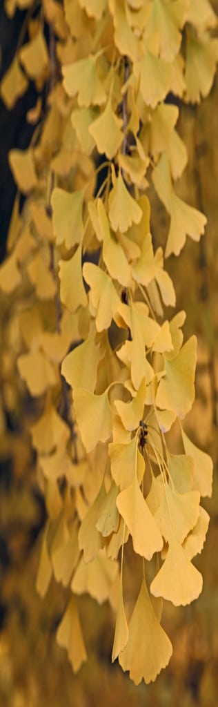 CHIpekGinko CHIpekGinko