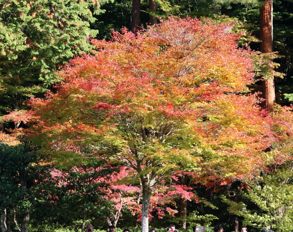 JAParbrecouleurs JAParbrecouleurs