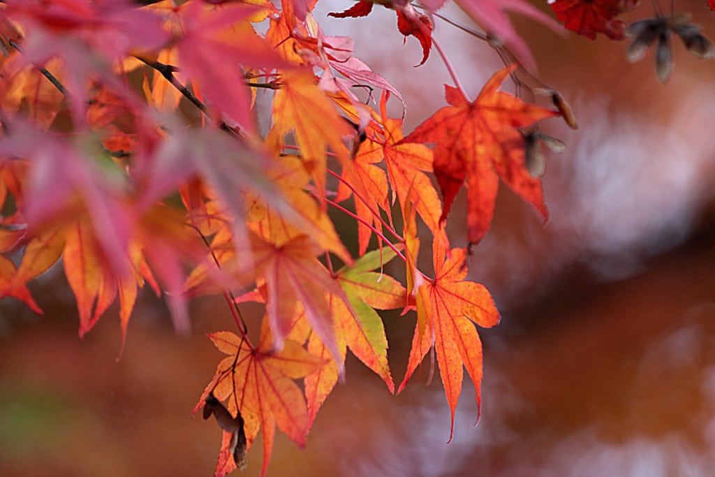JAPfeuilles JAPfeuilles