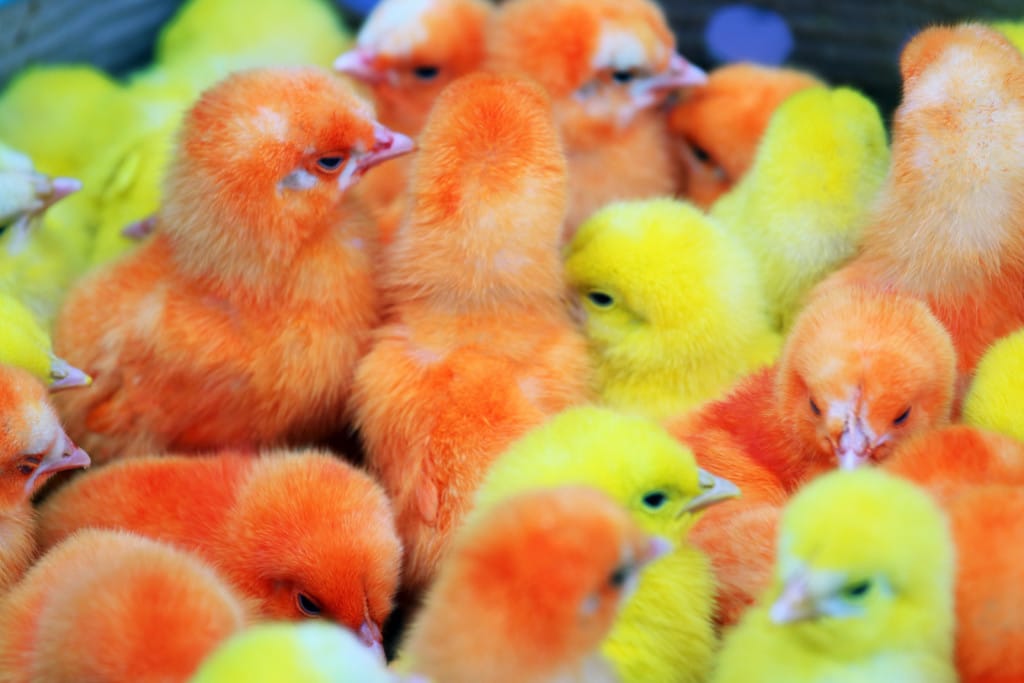 poussinsInde poussinsInde