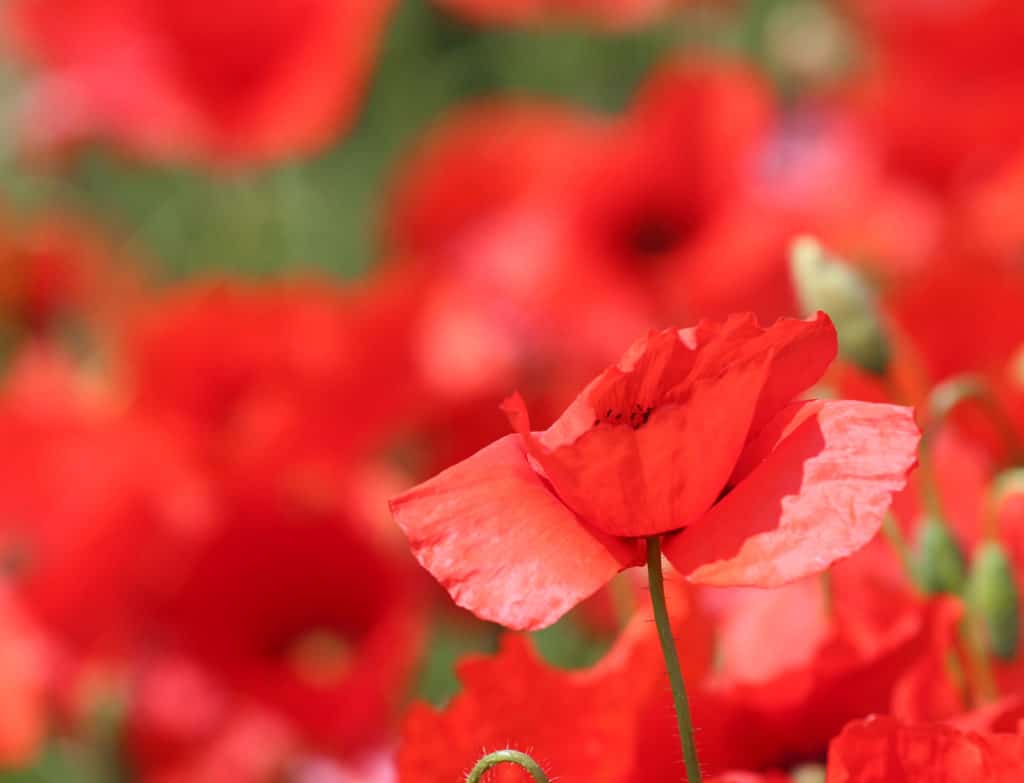Coquelicot1 Coquelicot1