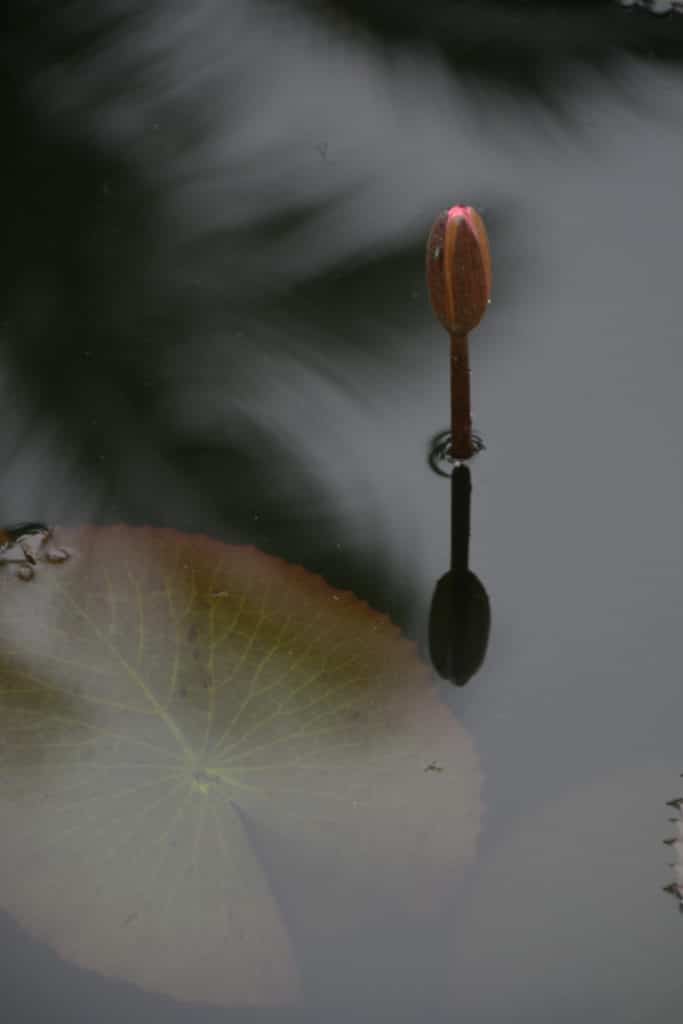 laos1 laos1