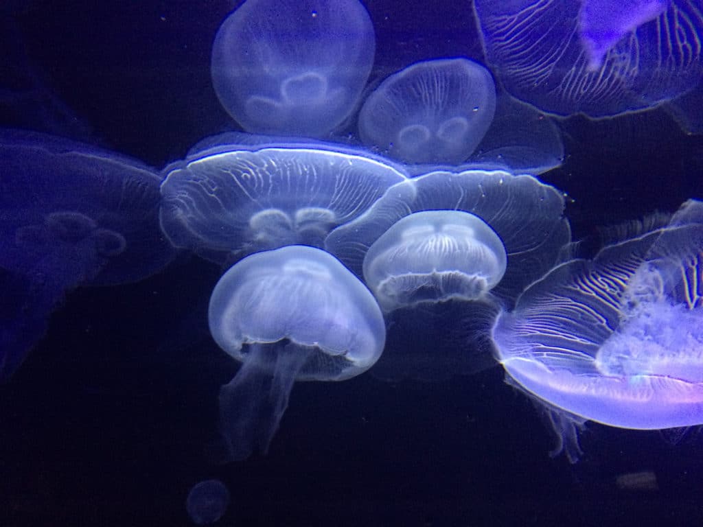 MonacoMeduses MonacoMeduses