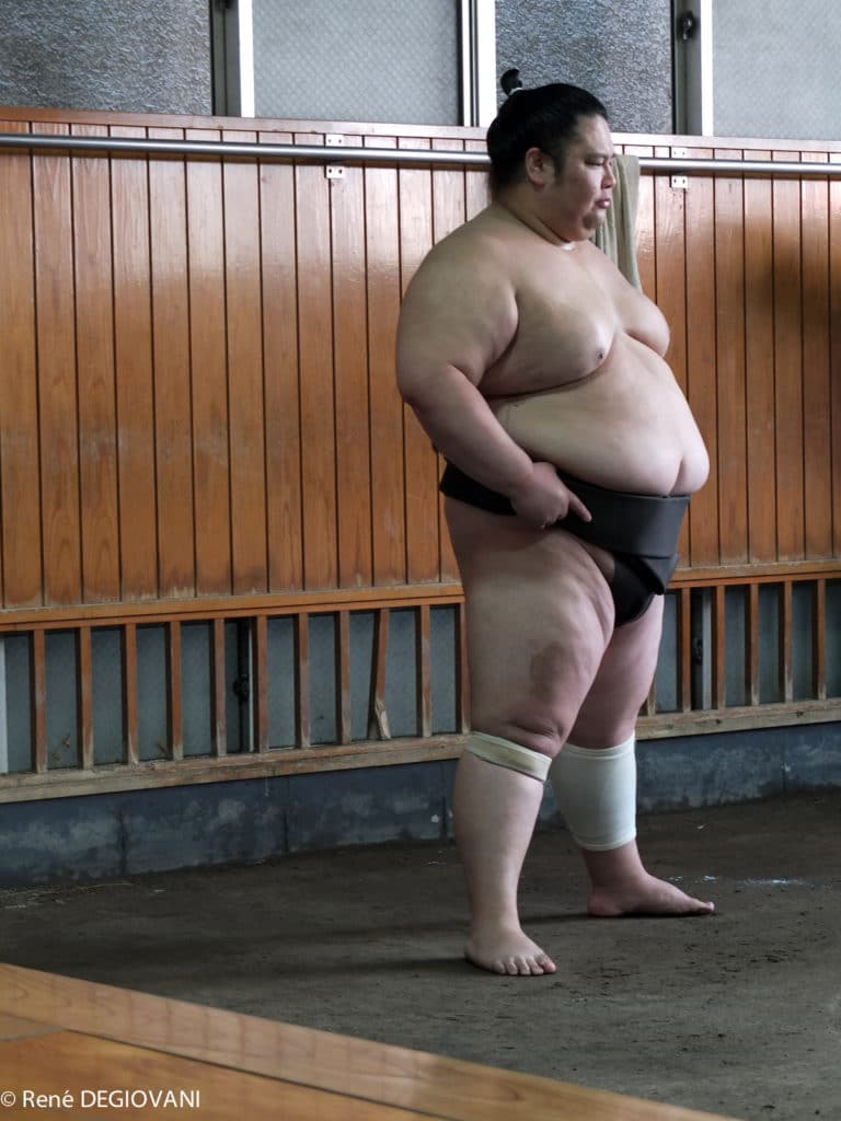 sumo sumo