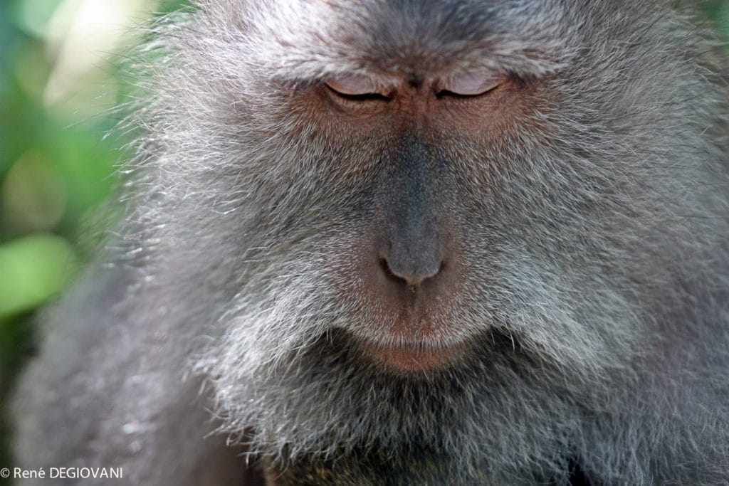 singe singe