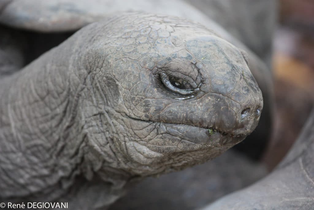 tortue tortue