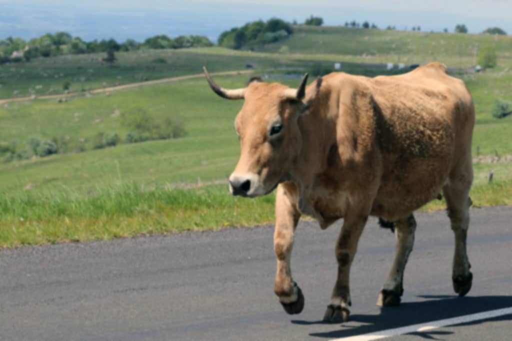 Aubrac3 Aubrac3