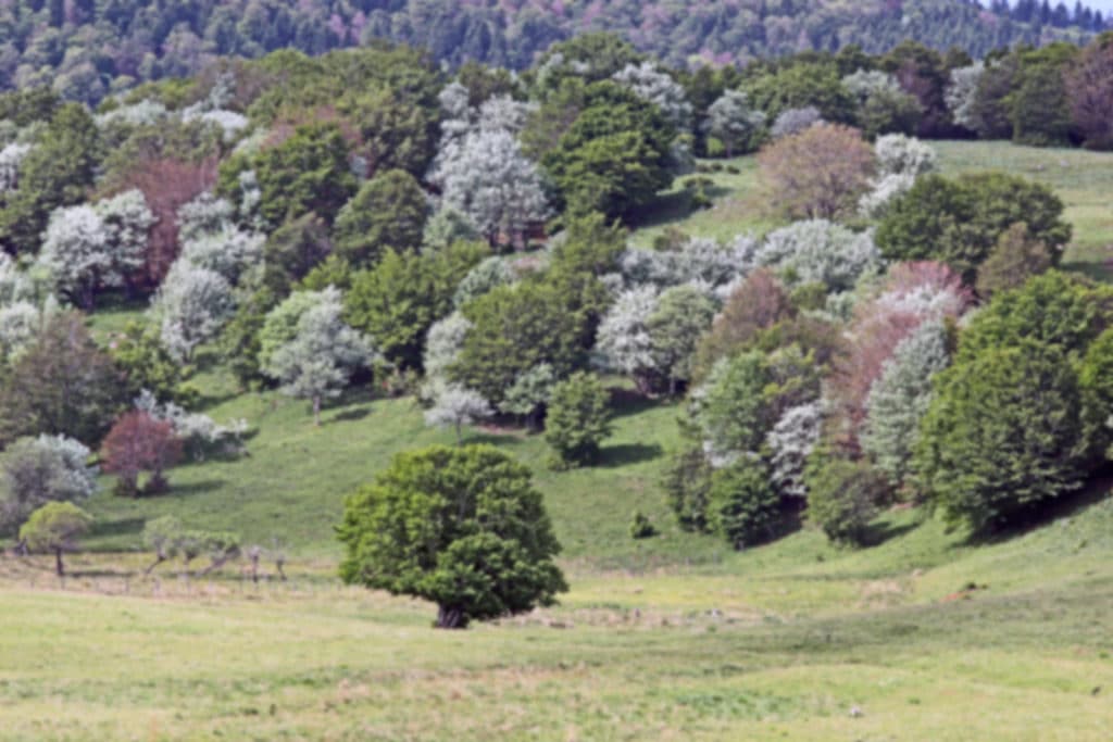 Aubrac8 Aubrac8