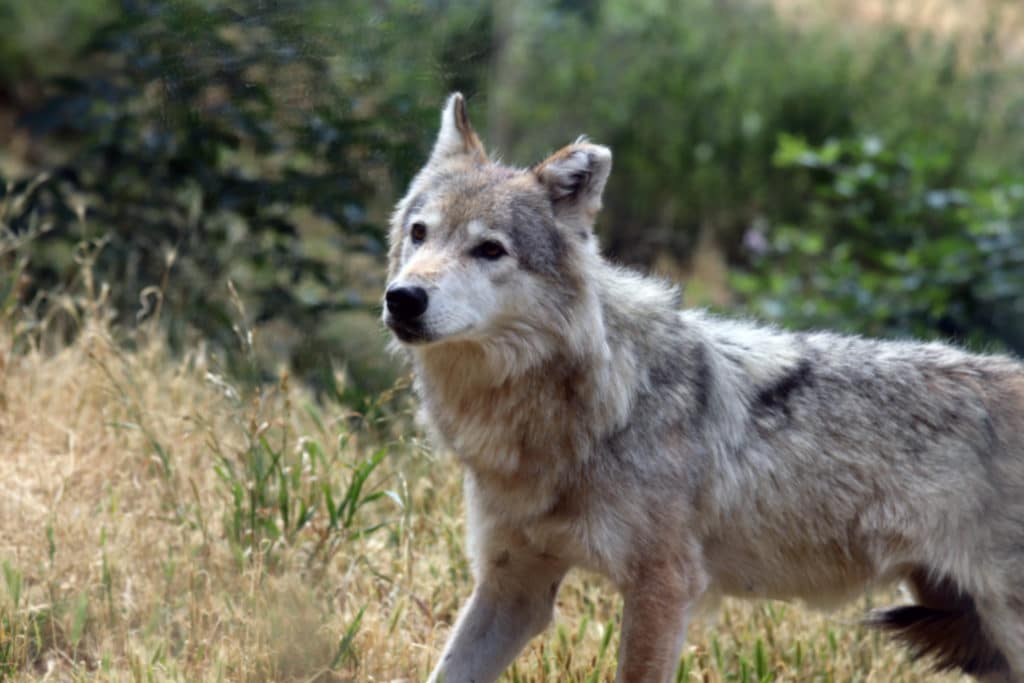 Loup1 Loup1