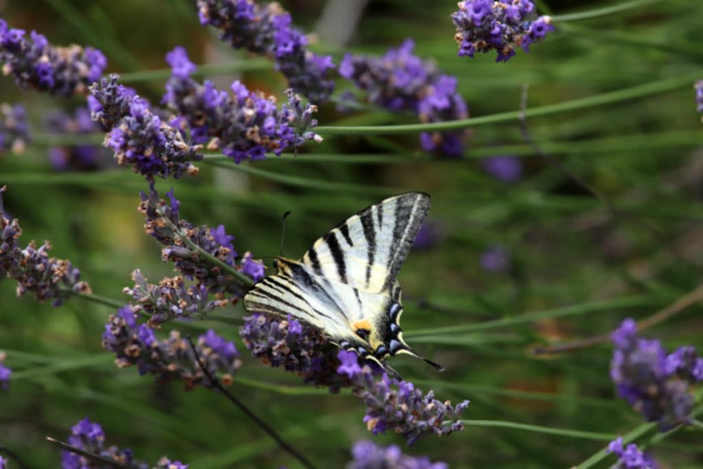 papillon1 papillon1