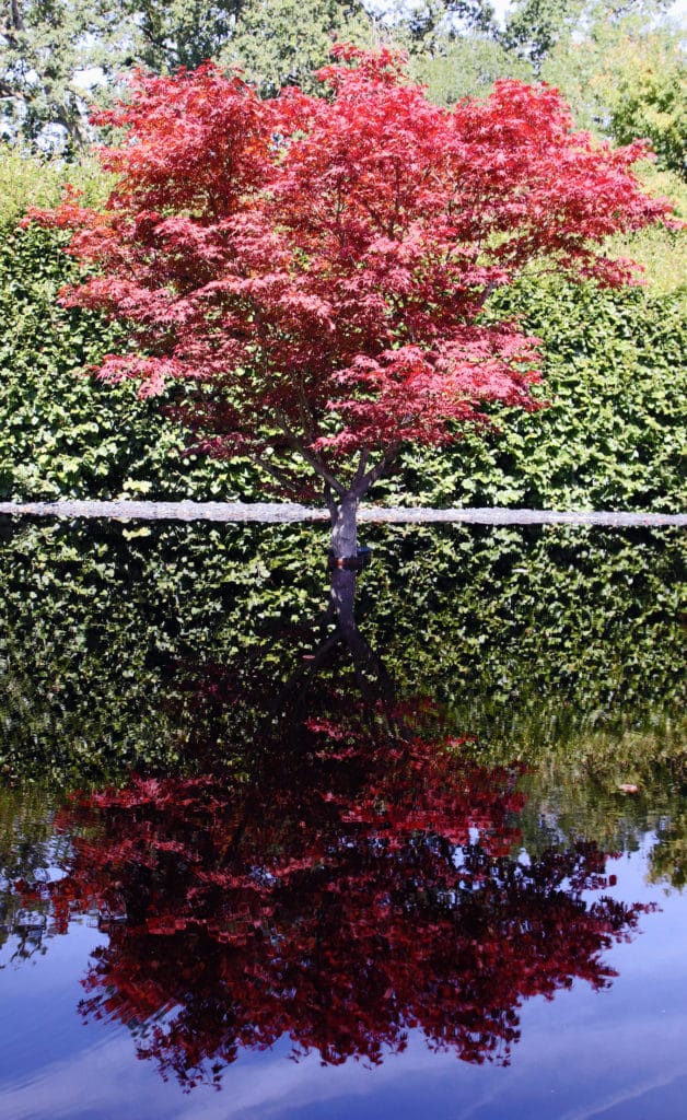 arbre1 arbre1