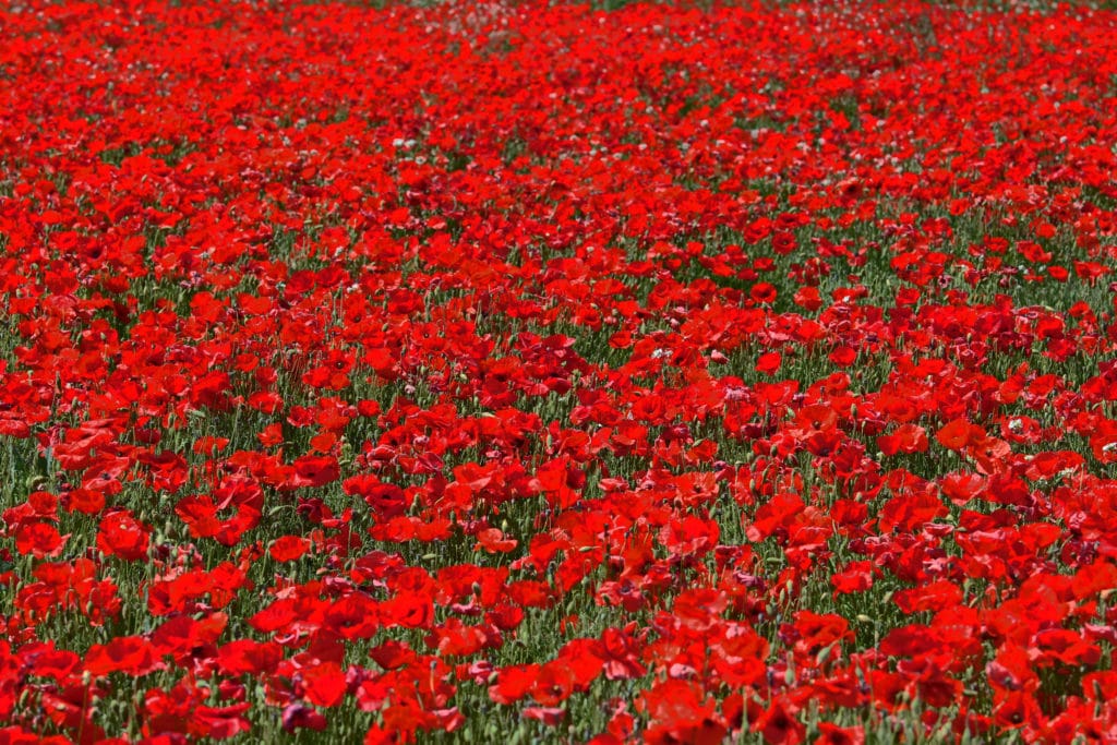 FRcoquelicots1