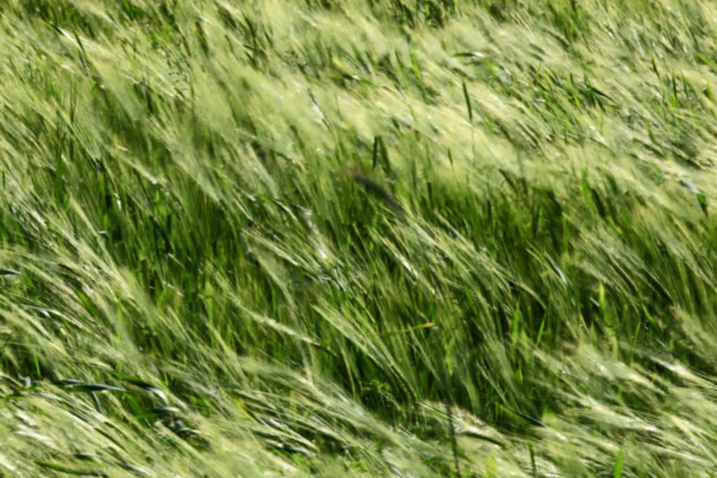 Herbe1 Herbe1